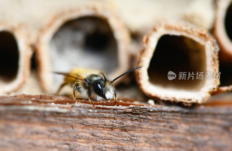 野独蜂(Osmia bicornis)在昆虫箱前。